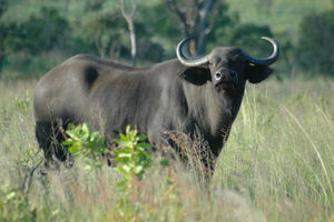 Red 46 - Beautiful Cow