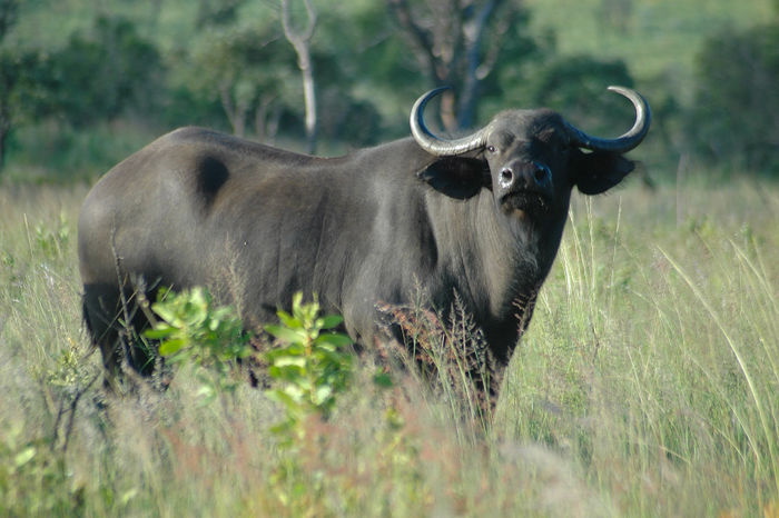 Red 46 - Beautiful Cow