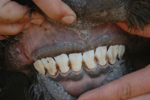 Red 54 - Teeth Condition