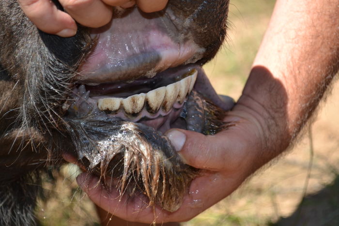 Red 31 - Teeth Condition