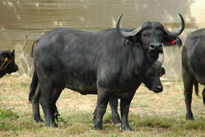 Red 67 - 33⅞ Cow 