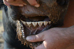 Red 55 - Teeth Condition