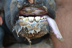 Red 64 - Teeth Condition