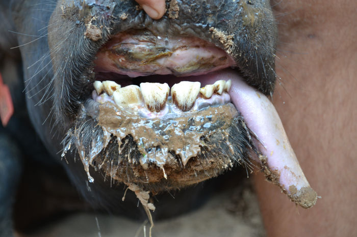Red 64 - Teeth Condition