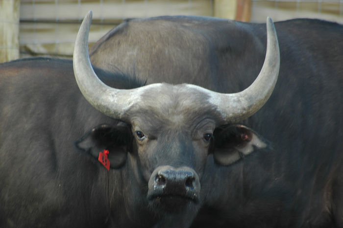 Red 65 - Young Male