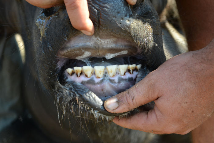 Red 65 - Teeth Condition