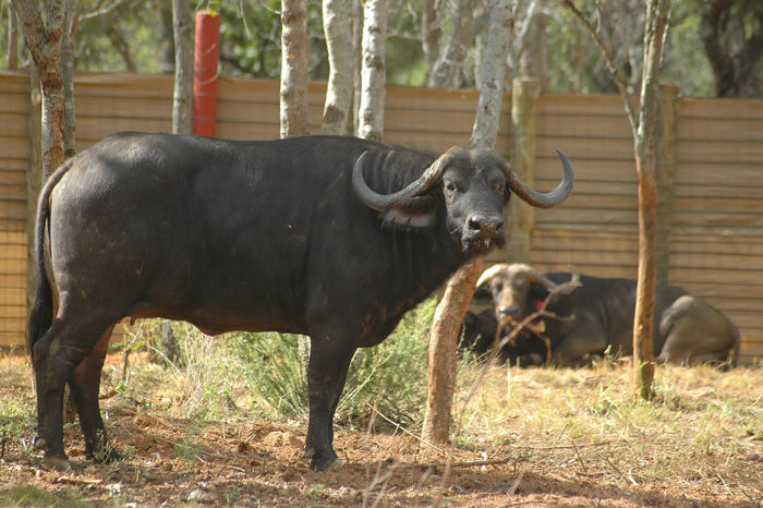 Red 54 - In Boma