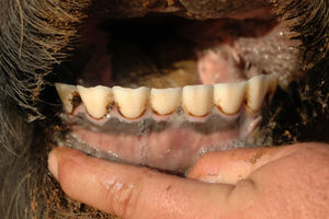 Red 59 - Teeth Condition