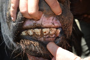 Red 30 - Teeth Condition