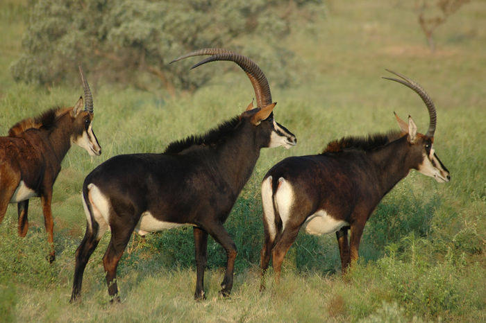 Blue 23 - Ex Kwanare Bull