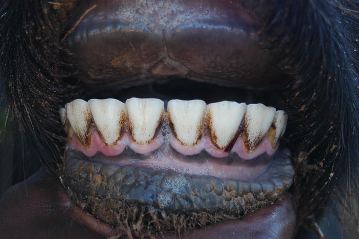 Red 67 - Teeth Condition