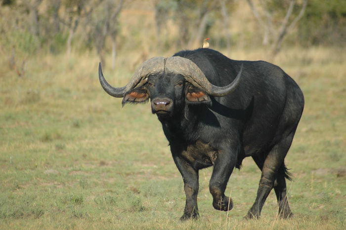 Breeding Bull - Masai