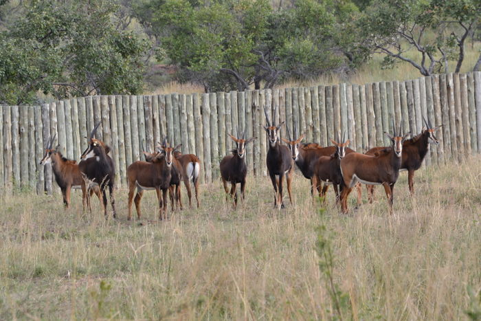 Sable Antelope Heifers 