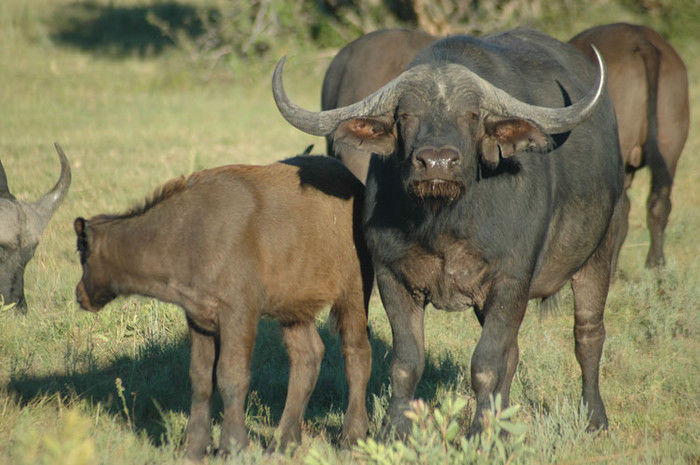 Tanzania.jpg