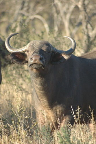 buf7.jpg