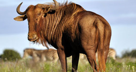 Wildlife Gallery