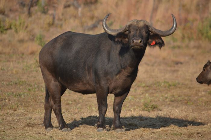 Selous