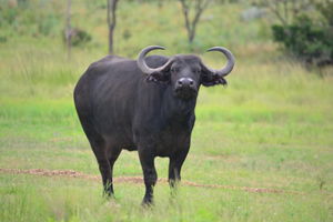 buf1