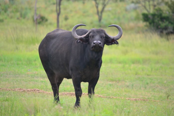 buf1