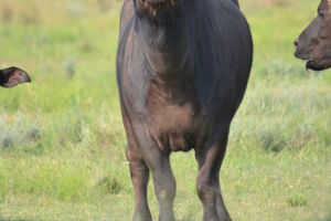 buf11