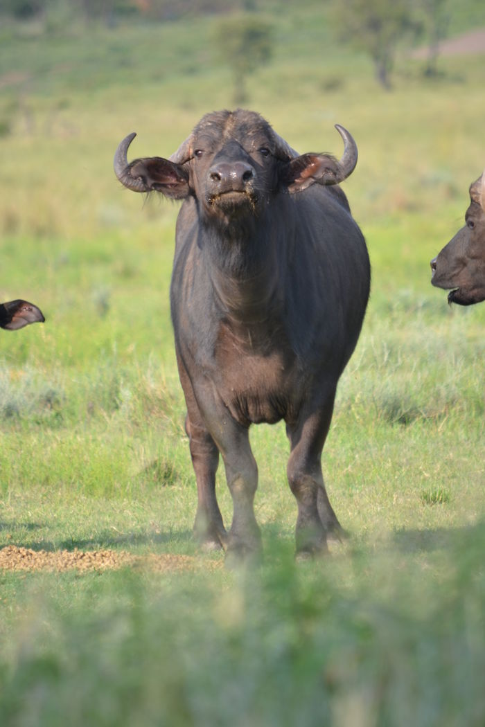 buf11