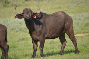 buf12