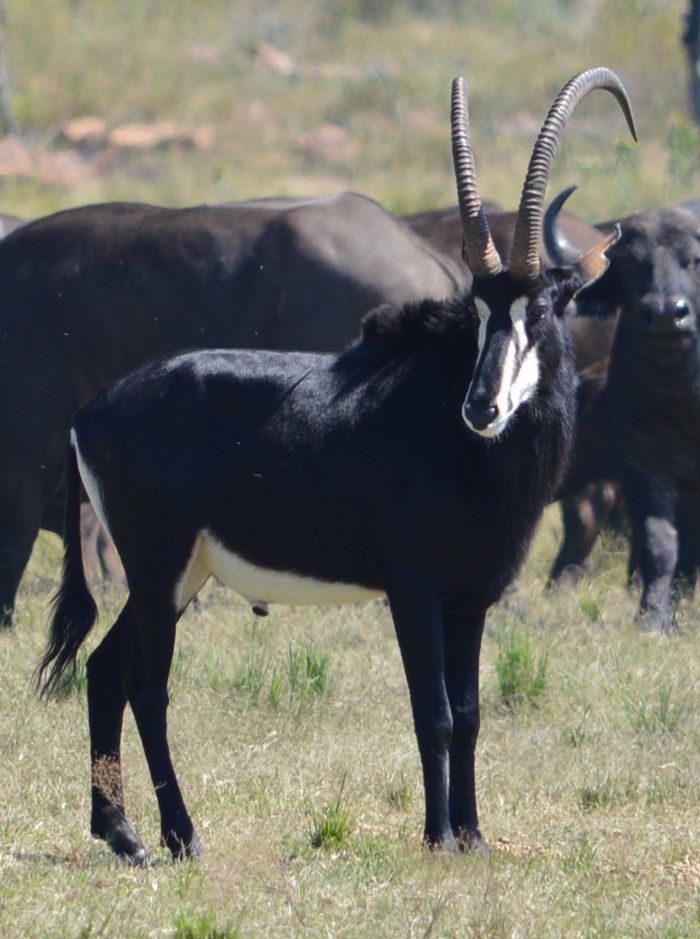 Etosha