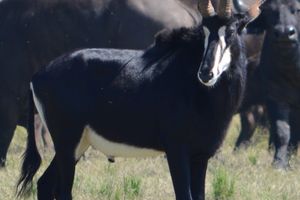 Etosha