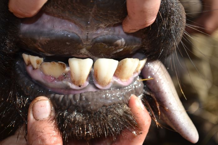 A 2 - Teeth