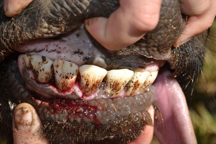 A 3 - Teeth