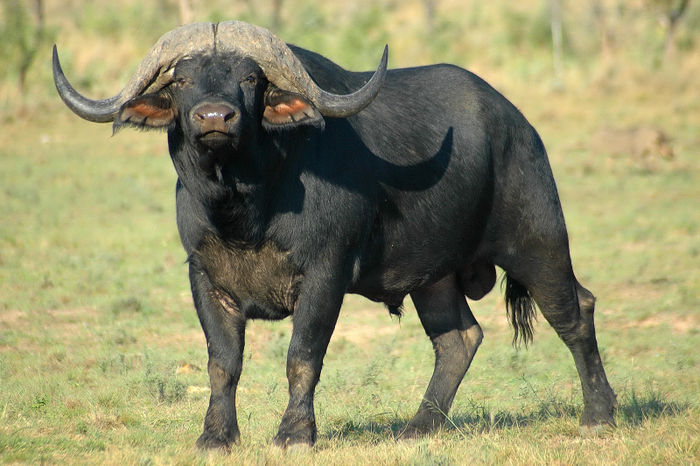 Masai