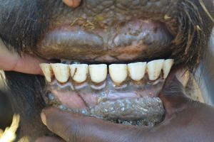 Arusha (A8) - Teeth