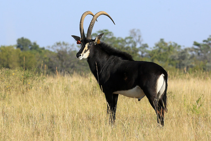 Sable bull