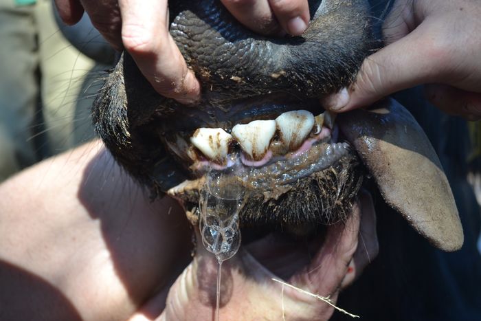 A 6 - Teeth
