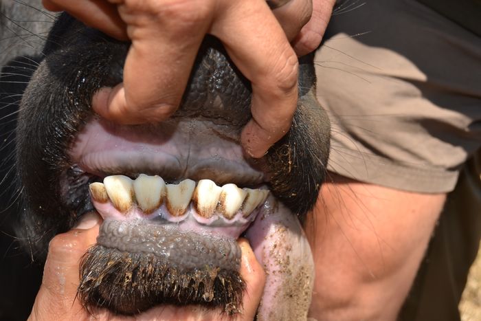 Cahora - Teeth