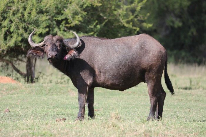 Buffalo Cow 