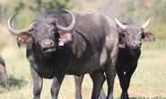 Buffalo Cow & Calf