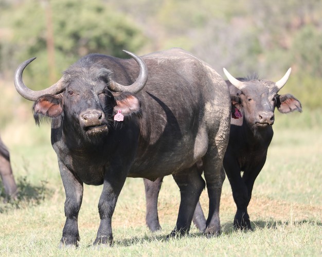 Buffalo Cow & Calf