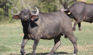 Buffalo Cow 