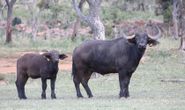 Buffalo Cow & Calf