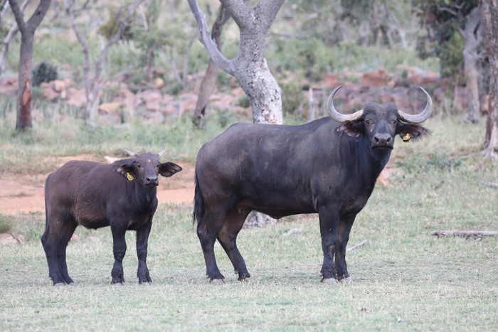 Buffalo Cow & Calf