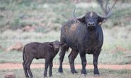 Buffalo Cow & Calf