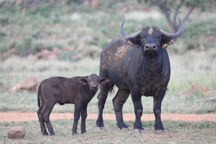 Buffalo Cow & Calf