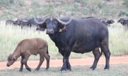 Buffalo Cow & Calf