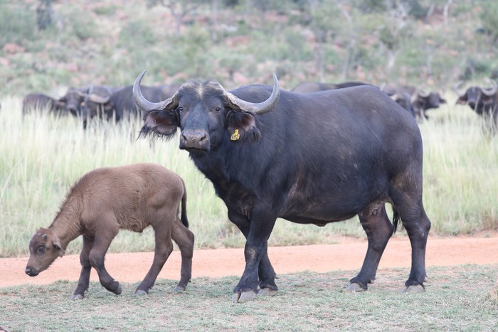 Buffalo Cow & Calf