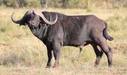 Buffalo Bull