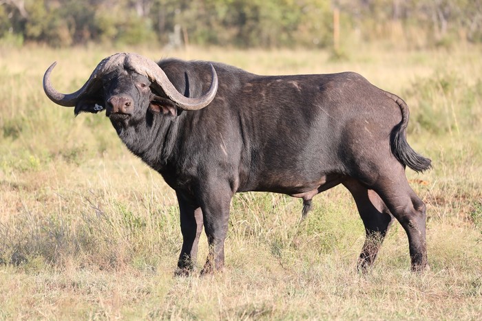 Buffalo Bull
