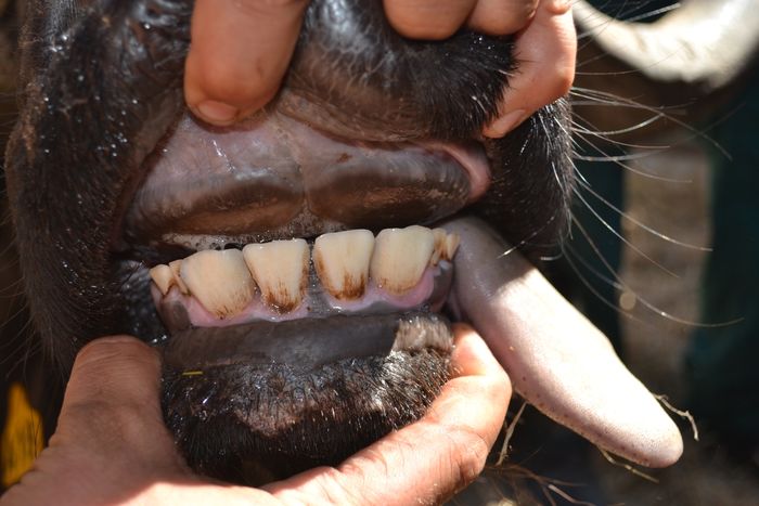 A 18 - Teeth