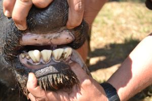 A 21 - Teeth
