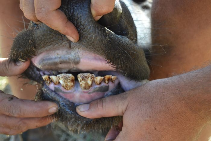 A 1 - Teeth